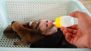 ?Обезянки&Monkeys?