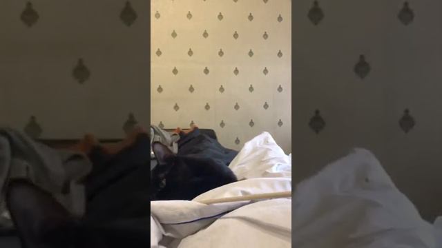 Котенок Шушик играется. Приветик из дома. июнь 22. Приют Петербург смотреть онлайн