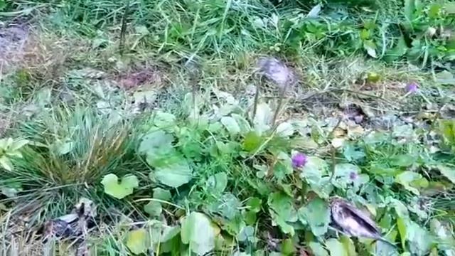 Овсянка крошка. смотреть онлайн