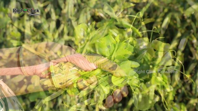 cissus quadrangularis | what is mangar balli | mangar valli plant | devil's backbone | asthisamhara смотреть онлайн