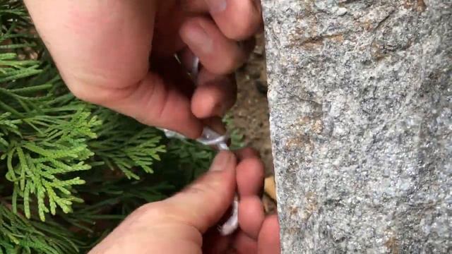 Cómo prepararse para el invierno thuja occidentalis smaragd árbol смотреть онлайн