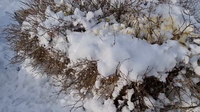 4157 Внесение органического удобрения мочевины смотреть онлайн