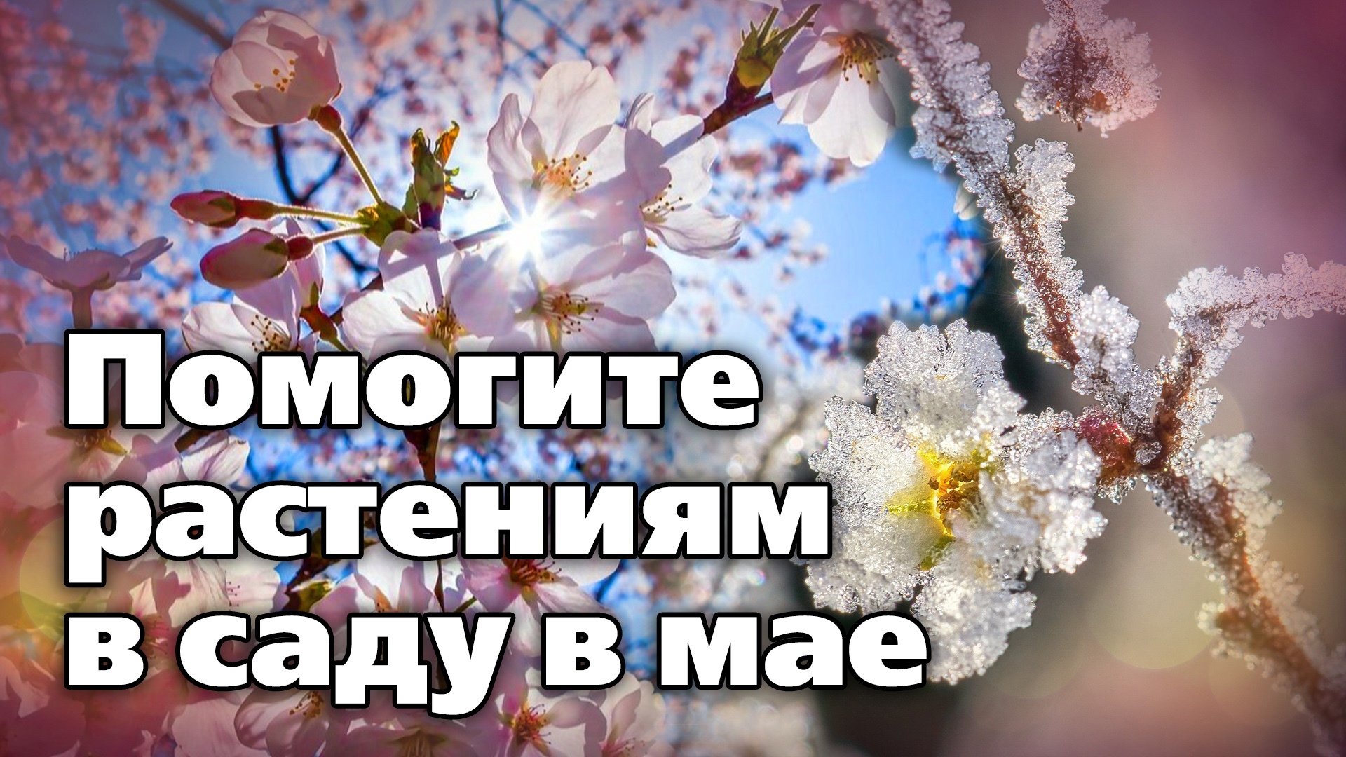 Майские работы в саду. Рекомендации агронома смотреть онлайн