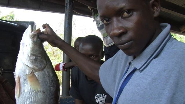 The AquaFish Kenya Baitfish Project смотреть онлайн