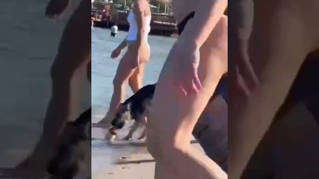 Собака украла пиво на пляже