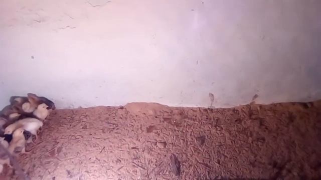 Подстилка для цыплят. смотреть онлайн