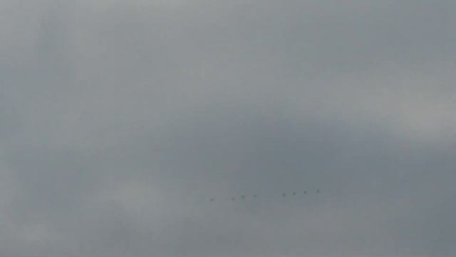 Как кричат тундряные лебеди? Перелётные птицы. Осень. смотреть онлайн