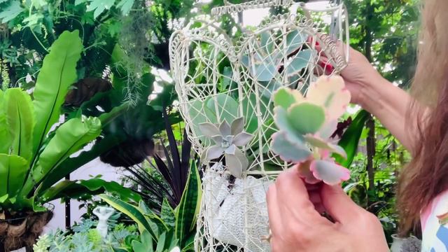 Succulent Arrangement in Manequin #succulentgarden #garden #rosebudsavona смотреть онлайн
