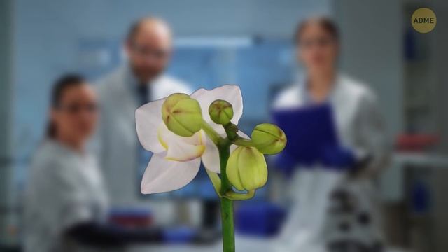 Что-то огромное прячется в лесу, и оно куда больше мегалодона! смотреть онлайн