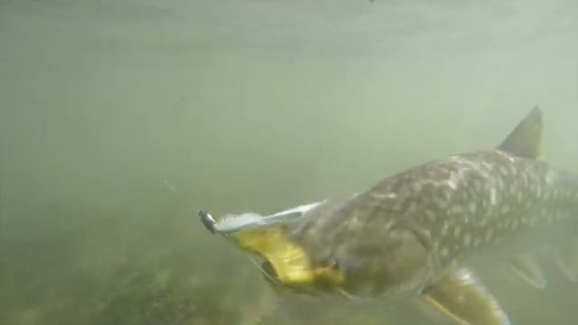 Zhupanova смотреть онлайн