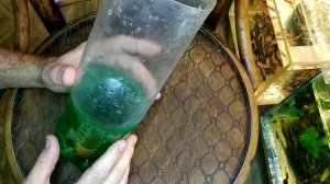 Как и в чём разводить Артемию, кормлю мальков