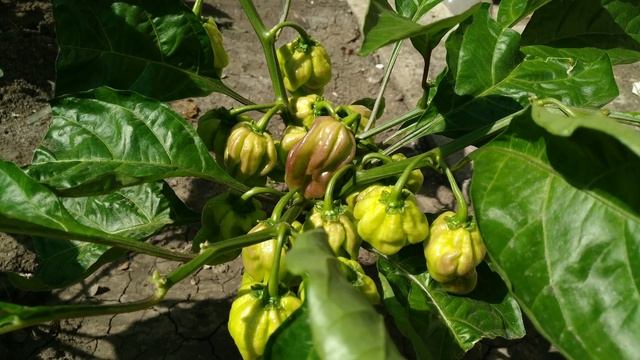 Хабанеро Оранжевый (Habanero Orange) на стадии созревания.