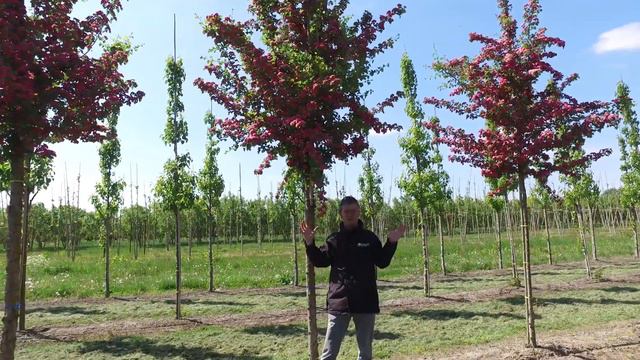 Crataegus x media 'Paul Scarlet' смотреть онлайн