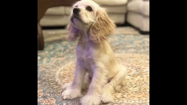 Про Американского-кокера-спаниеля + плюсы и минусы.