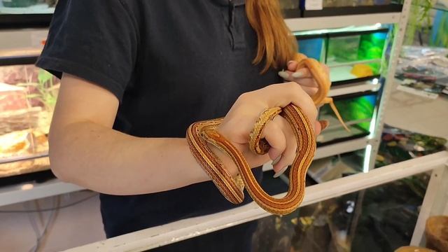 Полоз маисовый. смотреть онлайн