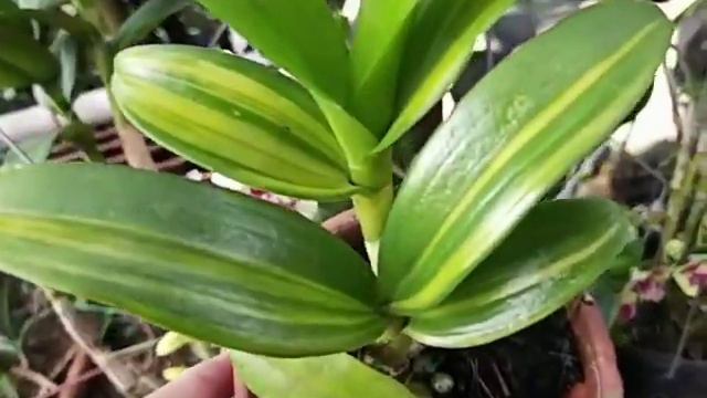 Dendrobium mutation flower and variegated leaves смотреть онлайн