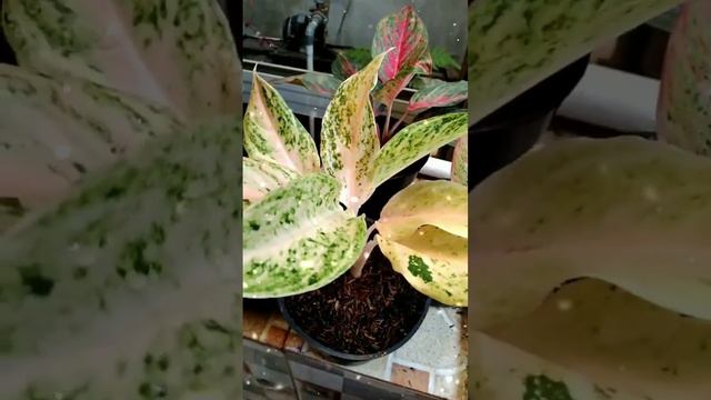 aglonema white mayang смотреть онлайн