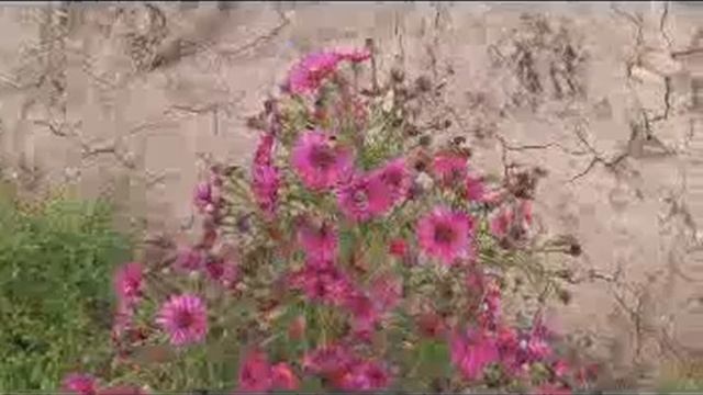 Осенние цветы Еще цветут смотреть онлайн