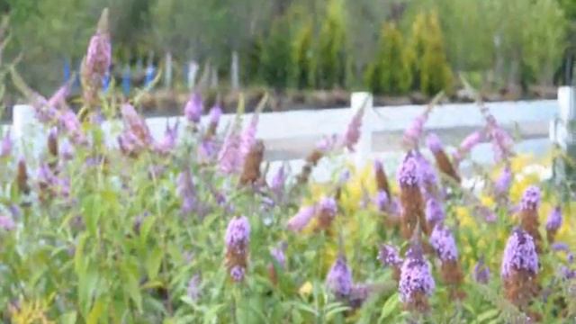 Outstanding Bushes and Plants.. Butterfly Bushes For Eastern Landscapes смотреть онлайн