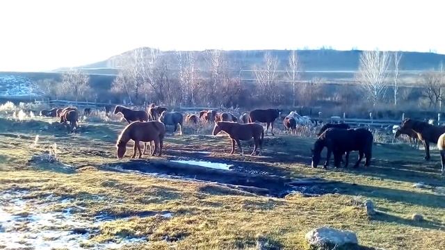 Майорские крылатые кони ) смотреть онлайн