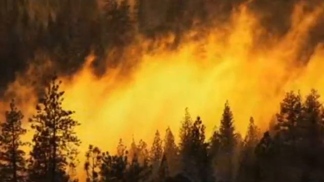 Берегите лес смотреть онлайн