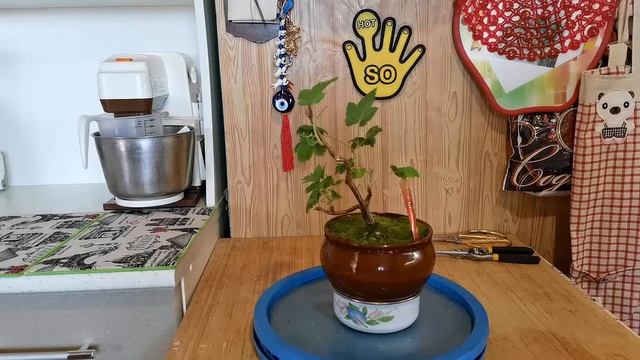 Что стало зимой с бонсай стиль СЫН ОТЕЦ из смородины смотреть онлайн