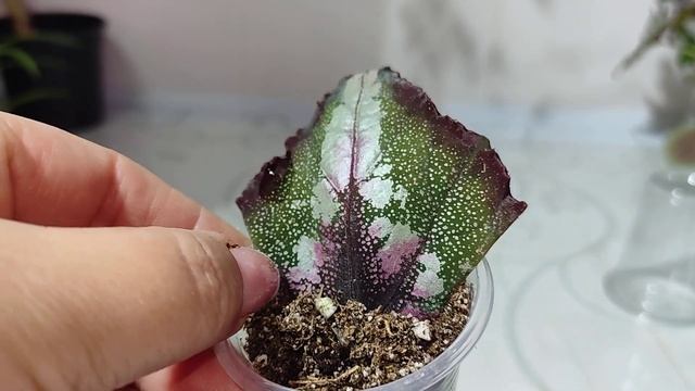 Укорененные фрагменты и детки из теплички на 7.09.22 смотреть онлайн