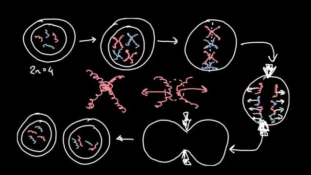 Divisão celular - 8º ano смотреть онлайн