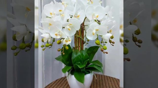 Super magnifitent and beautiful phalaenopsis flower arrangements and amazing orchids part 1 смотреть онлайн
