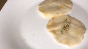 Проращивание семян на ватных дисках. Внимание опасность! Можно повредить семена.