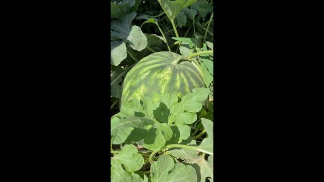 Оценка урожайности - Арбузы ? смотреть онлайн