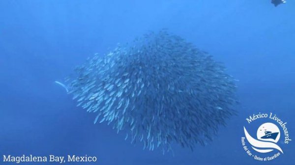 Magic encounters in Magdalena Bay, Mexico.