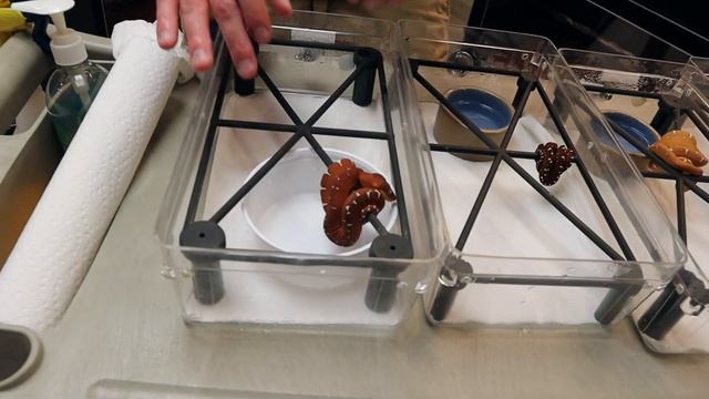 3 Baby Feeding Tips Every Green Tree Python & Emerald Tree Boa Breeder Must Know смотреть онлайн