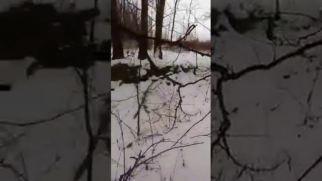 Чудо Кормушки 2 смотреть онлайн