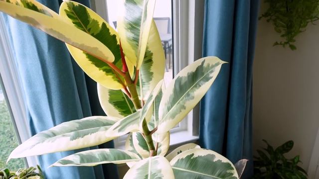 New Year, New FULL Plant Tour! | Exposing My Plant's Yearly Growth смотреть онлайн