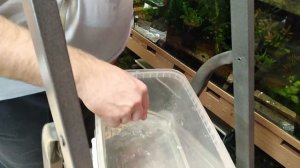 Скалярии отнерестились  Спасаем икру