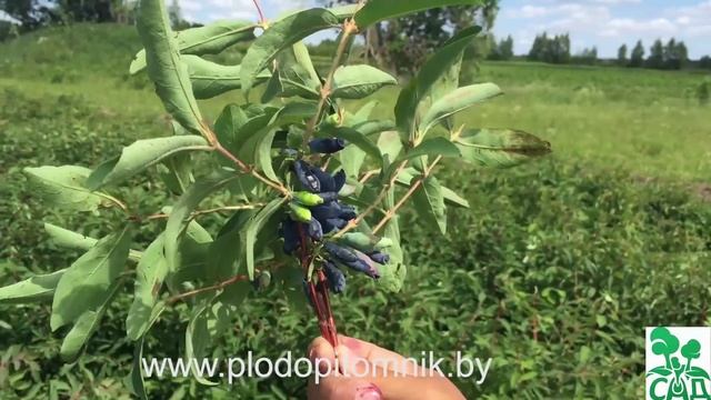 Сорта жимолости съедобной нового поколения. смотреть онлайн