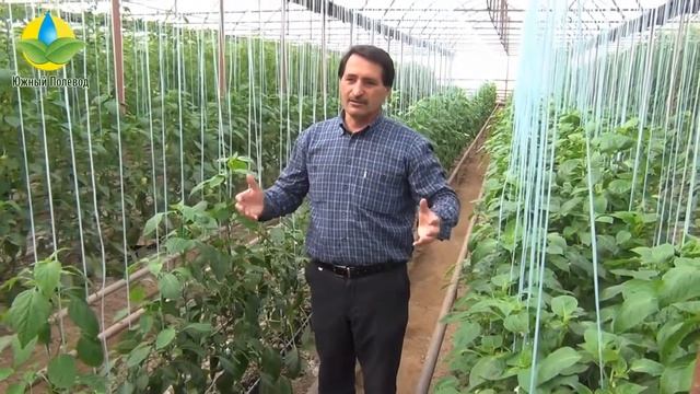 Выращивание гибрида сладкого перца Капелло F1 - Kapello F1 в теплице (18.03.2016) смотреть онлайн