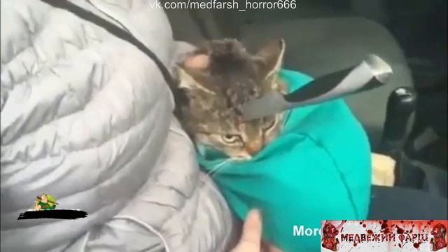 Спасают кота смотреть онлайн