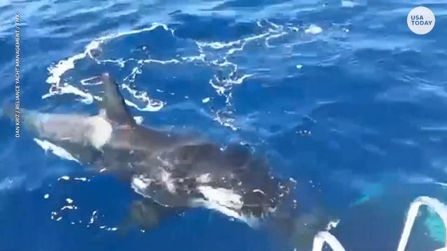 An ORCApocalypse? Whale expert on recent boat attacks | USA TODAY смотреть онлайн