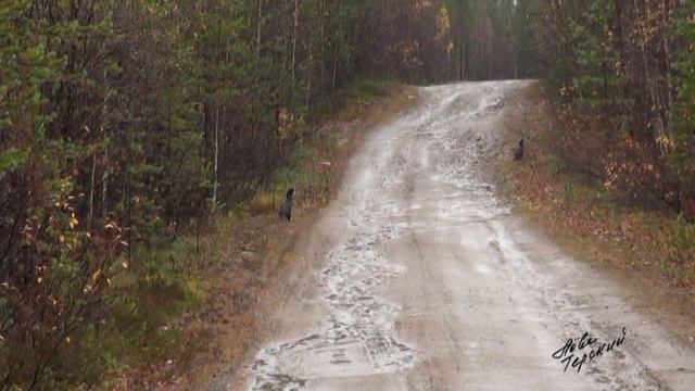 Глухарь дороги не уступит смотреть онлайн