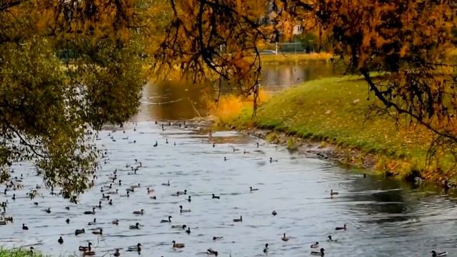 ТРОШИН Владимир - Осенние мечты смотреть онлайн