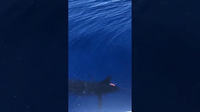 Big blue marlin#in2deep#fishing#westend смотреть онлайн