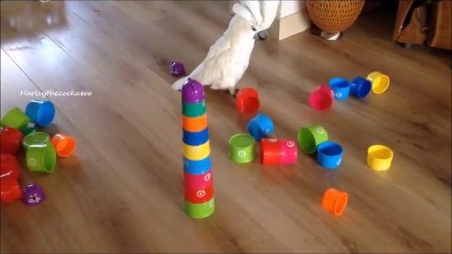 Cups "Town"............. Downnnnnnn смотреть онлайн