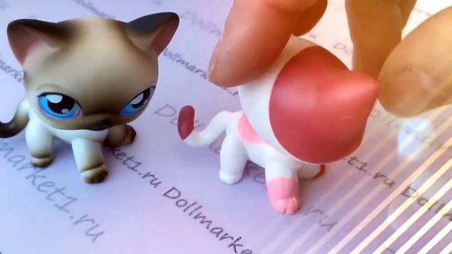 Две сиамские кошки-стоячки #5 и #2291 смотреть онлайн