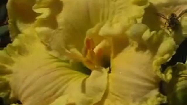 Лилейник daylily HOLY GUACAMOLE смотреть онлайн