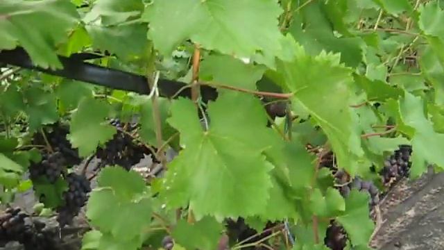 Виноград Фуршетный 2019 Крупный,товарный но после ливней 50кг на свалку смотреть онлайн