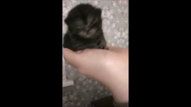 Малыш котенок открывает глазки) смотреть онлайн