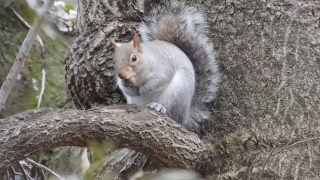 Nikon Coolpix S7000 - Zoom Test 70