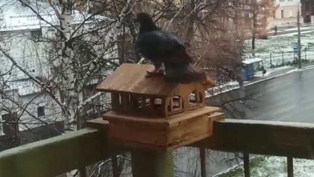 антиголубиная кормушка смотреть онлайн